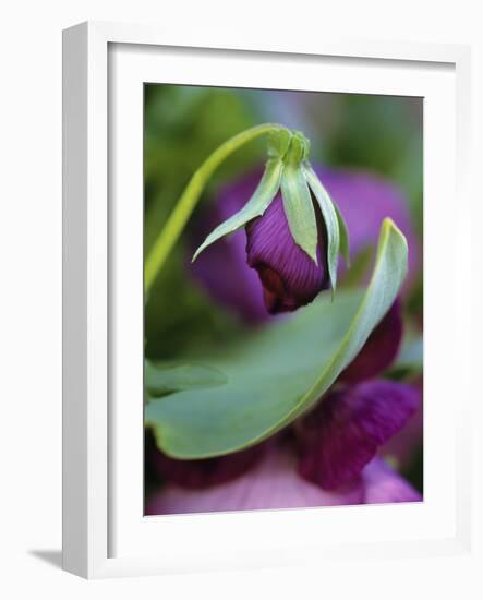 Close-up of Bud Opening in Spring-Nancy Rotenberg-Framed Photographic Print