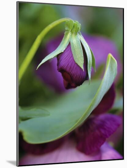 Close-up of Bud Opening in Spring-Nancy Rotenberg-Mounted Photographic Print