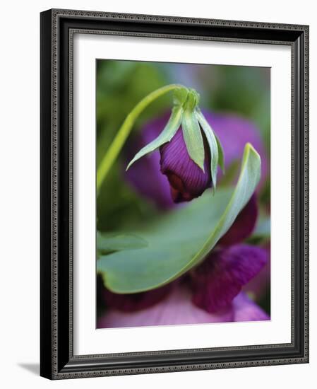 Close-up of Bud Opening in Spring-Nancy Rotenberg-Framed Photographic Print