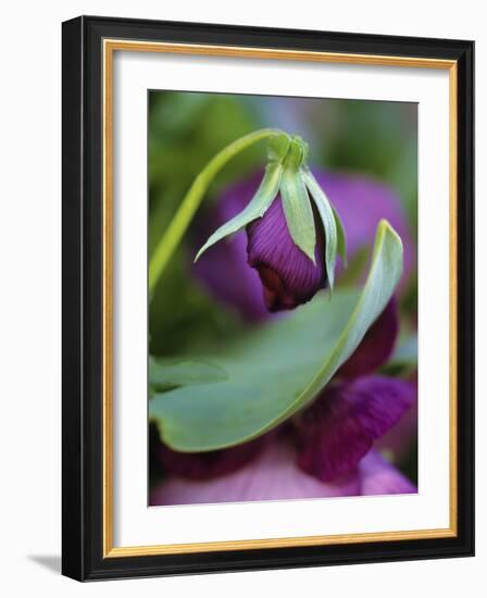 Close-up of Bud Opening in Spring-Nancy Rotenberg-Framed Photographic Print