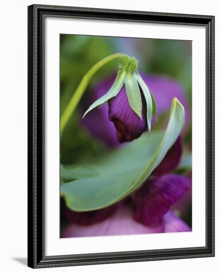 Close-up of Bud Opening in Spring-Nancy Rotenberg-Framed Photographic Print