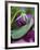 Close-up of Bud Opening in Spring-Nancy Rotenberg-Framed Photographic Print