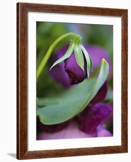 Close-up of Bud Opening in Spring-Nancy Rotenberg-Framed Photographic Print