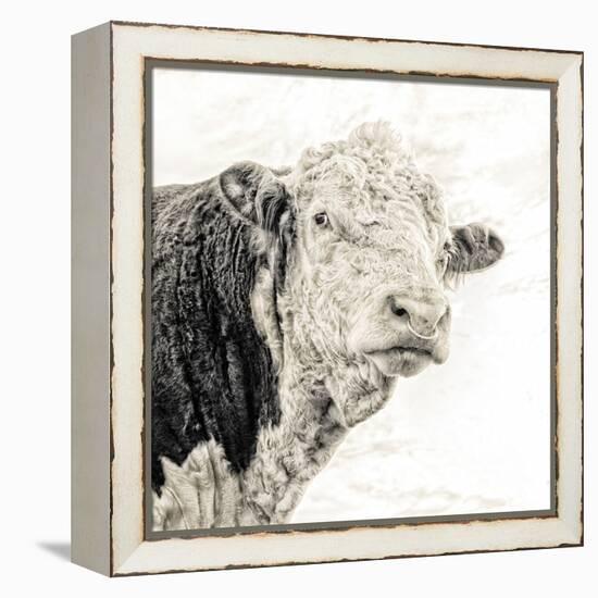 Close Up of Bull's Head-Mark Gemmell-Framed Premier Image Canvas