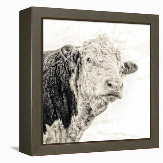 Close Up of Bull's Head-Mark Gemmell-Framed Premier Image Canvas