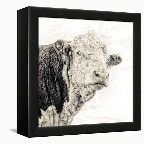 Close Up of Bull's Head-Mark Gemmell-Framed Premier Image Canvas