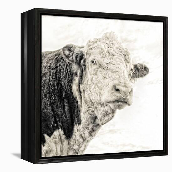 Close Up of Bull's Head-Mark Gemmell-Framed Premier Image Canvas