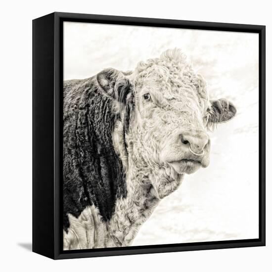 Close Up of Bull's Head-Mark Gemmell-Framed Premier Image Canvas