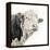 Close Up of Bull's Head-Mark Gemmell-Framed Premier Image Canvas