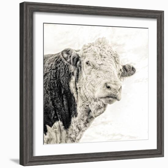 Close Up of Bull's Head-Mark Gemmell-Framed Photographic Print