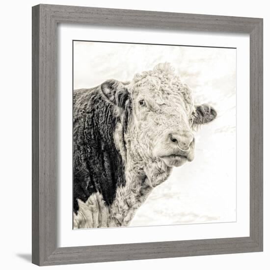 Close Up of Bull's Head-Mark Gemmell-Framed Photographic Print