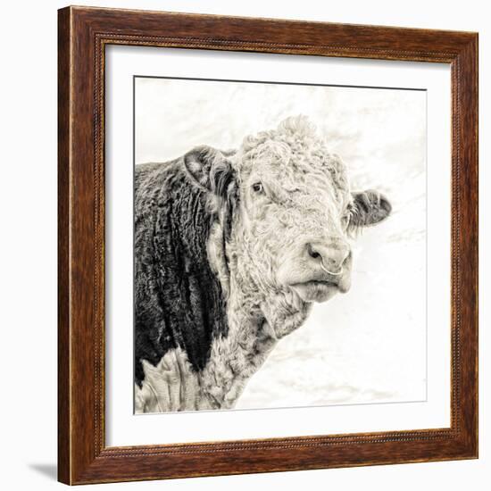 Close Up of Bull's Head-Mark Gemmell-Framed Photographic Print