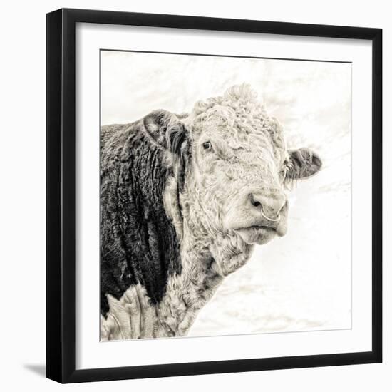 Close Up of Bull's Head-Mark Gemmell-Framed Photographic Print