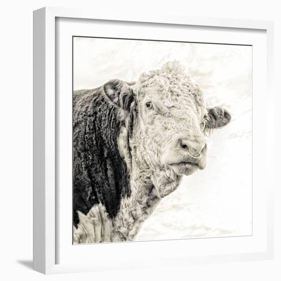 Close Up of Bull's Head-Mark Gemmell-Framed Photographic Print