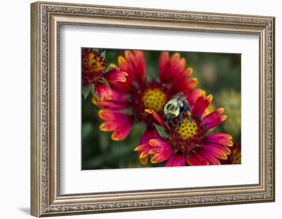 Close Up of Bumblebee with Pollen Basket on Indian Blanket Flower-Rona Schwarz-Framed Photographic Print