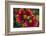 Close Up of Bumblebee with Pollen Basket on Indian Blanket Flower-Rona Schwarz-Framed Photographic Print