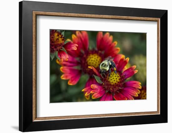 Close Up of Bumblebee with Pollen Basket on Indian Blanket Flower-Rona Schwarz-Framed Photographic Print