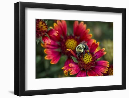 Close Up of Bumblebee with Pollen Basket on Indian Blanket Flower-Rona Schwarz-Framed Photographic Print