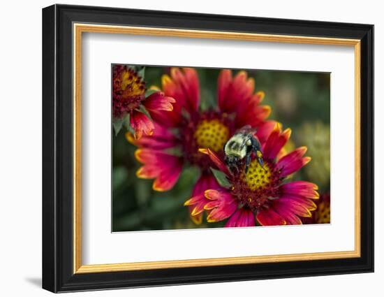 Close Up of Bumblebee with Pollen Basket on Indian Blanket Flower-Rona Schwarz-Framed Photographic Print