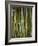 Close-Up of Bundles of Sugar Cane in Mexico, North America-Michelle Garrett-Framed Photographic Print