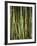 Close-Up of Bundles of Sugar Cane in Mexico, North America-Michelle Garrett-Framed Photographic Print