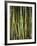 Close-Up of Bundles of Sugar Cane in Mexico, North America-Michelle Garrett-Framed Photographic Print