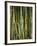 Close-Up of Bundles of Sugar Cane in Mexico, North America-Michelle Garrett-Framed Photographic Print