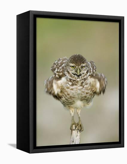 Close-up of Burrowing Owl Shaking Its Feathers on Fence Post, Cape Coral, Florida, USA-Ellen Anon-Framed Premier Image Canvas