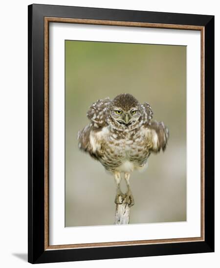 Close-up of Burrowing Owl Shaking Its Feathers on Fence Post, Cape Coral, Florida, USA-Ellen Anon-Framed Photographic Print