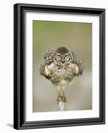 Close-up of Burrowing Owl Shaking Its Feathers on Fence Post, Cape Coral, Florida, USA-Ellen Anon-Framed Photographic Print