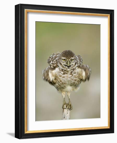 Close-up of Burrowing Owl Shaking Its Feathers on Fence Post, Cape Coral, Florida, USA-Ellen Anon-Framed Photographic Print