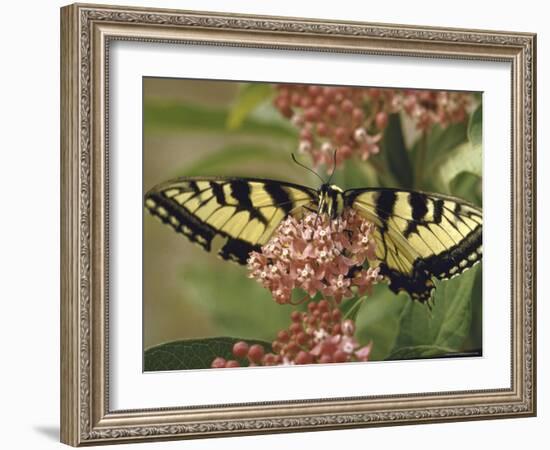 Close Up of Butterfly on Flower-Alfred Eisenstaedt-Framed Photographic Print