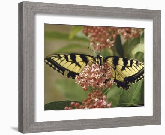 Close Up of Butterfly on Flower-Alfred Eisenstaedt-Framed Photographic Print