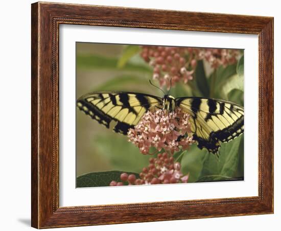 Close Up of Butterfly on Flower-Alfred Eisenstaedt-Framed Photographic Print