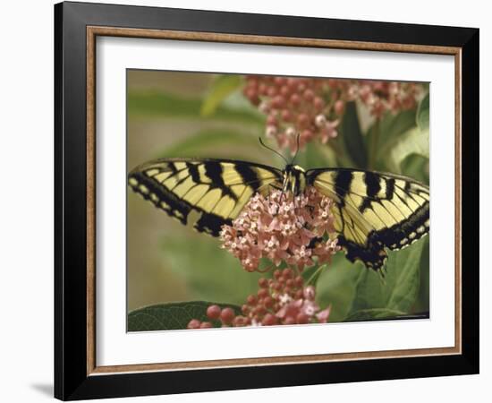 Close Up of Butterfly on Flower-Alfred Eisenstaedt-Framed Photographic Print