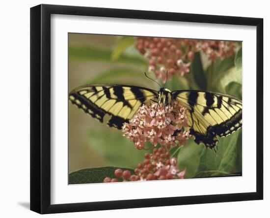 Close Up of Butterfly on Flower-Alfred Eisenstaedt-Framed Photographic Print