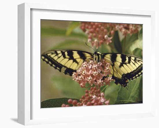 Close Up of Butterfly on Flower-Alfred Eisenstaedt-Framed Photographic Print