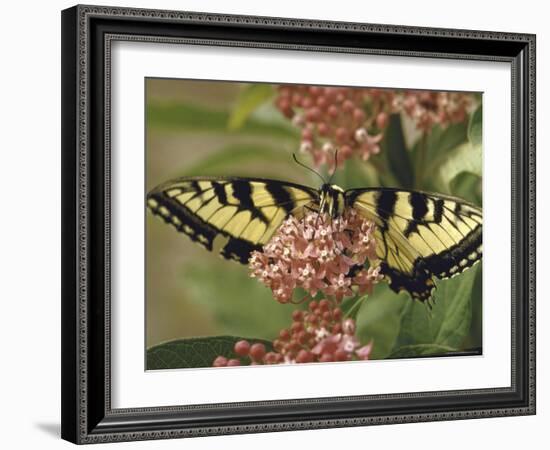 Close Up of Butterfly on Flower-Alfred Eisenstaedt-Framed Photographic Print