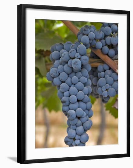 Close Up of Cabernet Sauvignon Grapes, Haras De Pirque Winery, Pirque, Maipo Valley, Chile-Janis Miglavs-Framed Photographic Print