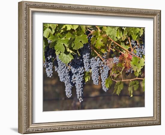 Close Up of Cabernet Sauvignon Grapes, Haras De Pirque Winery, Pirque, Maipo Valley, Chile-Janis Miglavs-Framed Photographic Print