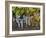 Close Up of Cabernet Sauvignon Grapes, Haras De Pirque Winery, Pirque, Maipo Valley, Chile-Janis Miglavs-Framed Photographic Print