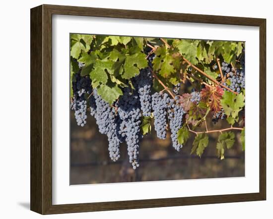 Close Up of Cabernet Sauvignon Grapes, Haras De Pirque Winery, Pirque, Maipo Valley, Chile-Janis Miglavs-Framed Photographic Print