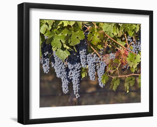 Close Up of Cabernet Sauvignon Grapes, Haras De Pirque Winery, Pirque, Maipo Valley, Chile-Janis Miglavs-Framed Photographic Print