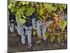 Close Up of Cabernet Sauvignon Grapes, Haras De Pirque Winery, Pirque, Maipo Valley, Chile-Janis Miglavs-Mounted Photographic Print