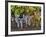 Close Up of Cabernet Sauvignon Grapes, Haras De Pirque Winery, Pirque, Maipo Valley, Chile-Janis Miglavs-Framed Photographic Print