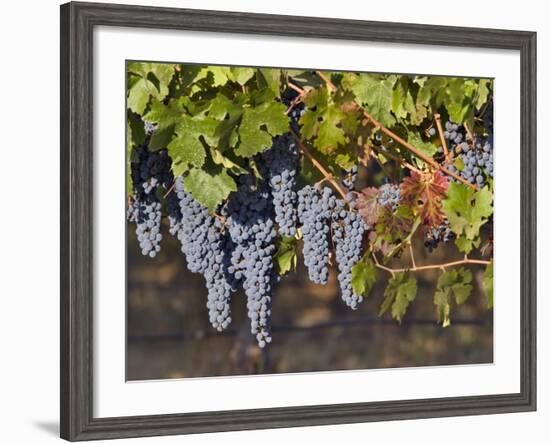 Close Up of Cabernet Sauvignon Grapes, Haras De Pirque Winery, Pirque, Maipo Valley, Chile-Janis Miglavs-Framed Photographic Print
