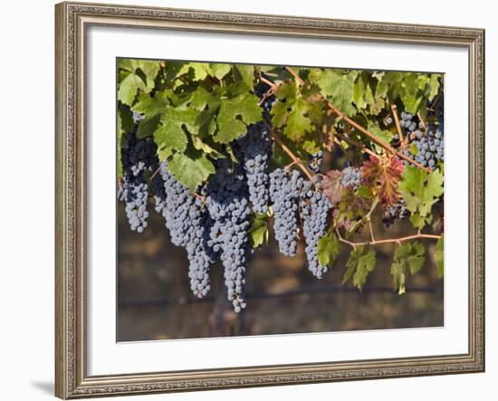 Close Up of Cabernet Sauvignon Grapes, Haras De Pirque Winery, Pirque, Maipo Valley, Chile-Janis Miglavs-Framed Photographic Print