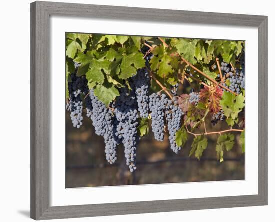 Close Up of Cabernet Sauvignon Grapes, Haras De Pirque Winery, Pirque, Maipo Valley, Chile-Janis Miglavs-Framed Photographic Print