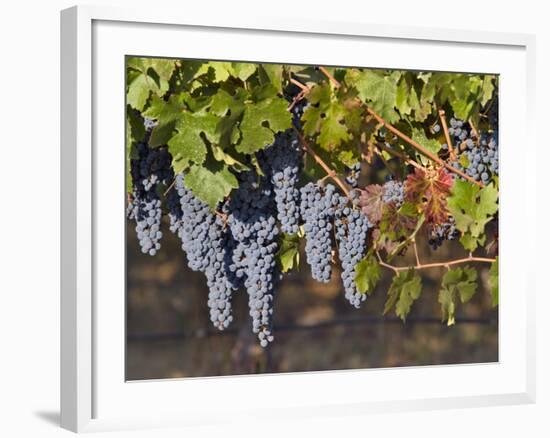 Close Up of Cabernet Sauvignon Grapes, Haras De Pirque Winery, Pirque, Maipo Valley, Chile-Janis Miglavs-Framed Photographic Print