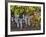 Close Up of Cabernet Sauvignon Grapes, Haras De Pirque Winery, Pirque, Maipo Valley, Chile-Janis Miglavs-Framed Photographic Print